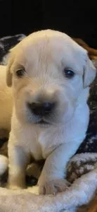 English Cream Golden Retriever Puppies