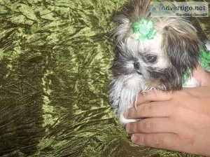 ISO Imperial Shih Tzu Male