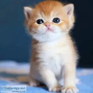Scottish Fold Kittens for sale