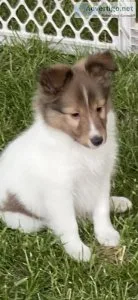 Color Head White Male