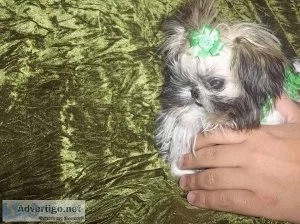ISO Imperial Shih Tzu Male