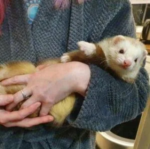 looking to rehome our 2 ferrets.