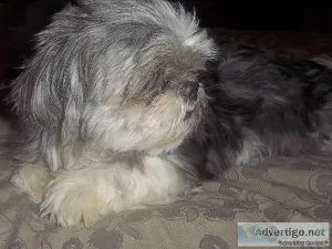 Adult Shih Tzu Female Full AKC