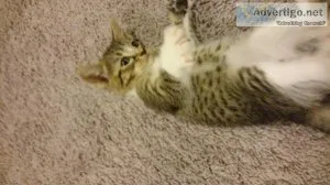 3 months old Kitten