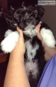 Shorkie Puppies