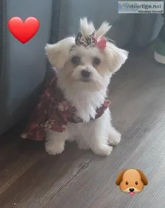 7 month old Morkie for sale