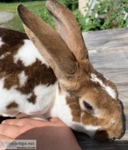 Rex Rabbit buck
