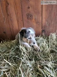 Australian blue heelers
