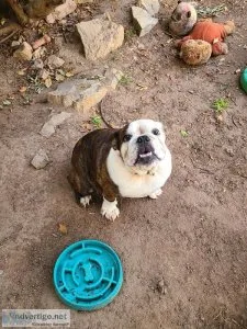 English Bulldogs