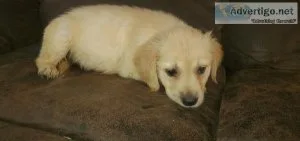 Purebred Golden Retriever puppies