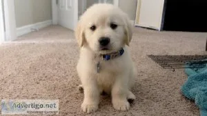Golden Retriever puppies