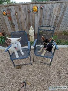 German Shepherd puppies