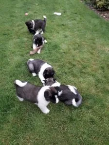 Akita puppies puppies for sale.