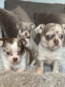 Gorgeous AKC Chihuahua puppies 