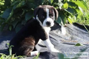 Princess Boston terrier mix