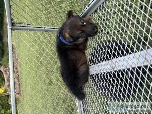 German Shepherd  puppies