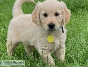 11 weeks old litters of Golden Retriever puppies