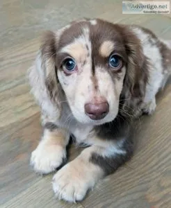 Moo puppy for sale &ndash Miniature Dachshund Puppy