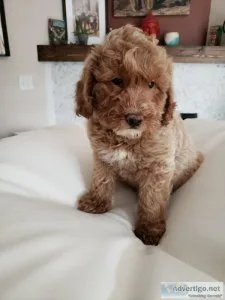 RARE - Gorgeous F1B Mini Goldendoodle Puppy  READY NOW