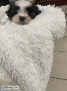 Shi tzu