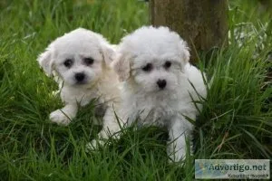 Bichon Frise puppies for sale.