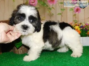 Chicago Shihpoo Babies. NonsheddingAllergy Free.