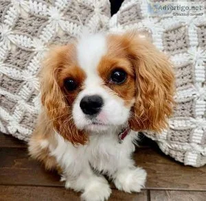 Cavalier King Charles Spaniel Puppies For Sale