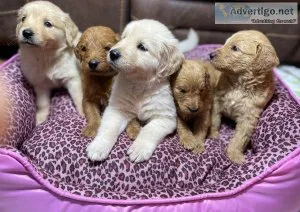 F1 GOLDENDOODLES  GOLDEN RETRIEVERS