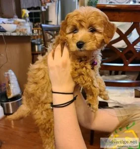 Lovely TOY GOLDEN-DOODLE puppies Available