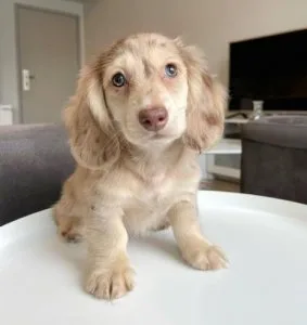 August puppy for sale &ndash Miniature Dachshund Puppy