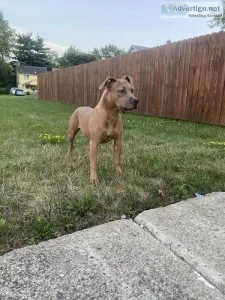 8 month old Pitbull available