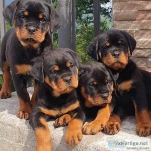 Special little Rottweiler puppies for sale