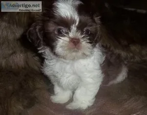 Shih Tzu Puppies and Adults