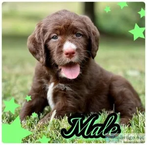 Labradoodle Pups