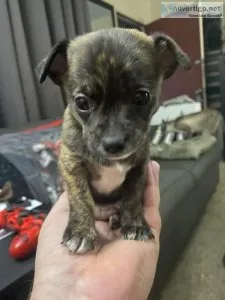 Chihuahua puppy