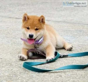 shiba puppies available for Rehoming