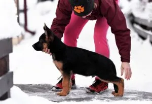 Beautiful German shepherd Puppies