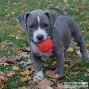 Blue Nose Pitbull PUPPIES AVAILABLE