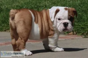 English Bulldog Puppies For Sale
