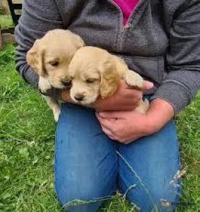 Beautiful Golden Retriever pups for sale.