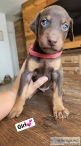 Doberman Puppies