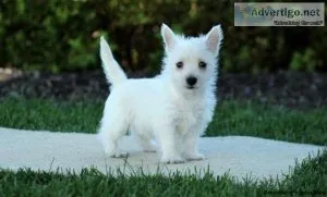 West Highland Terrier Puppies For Sale