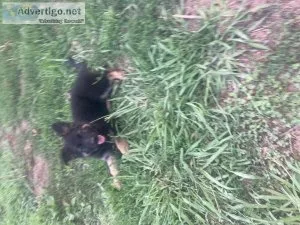 Akc German Shepherd Puppies