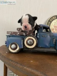Boston Terrier