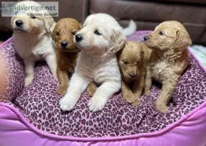 F1 GOLDENDOODLES AND GOLDEN RETRIEVERS