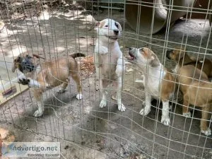 German Shephard mix puppies