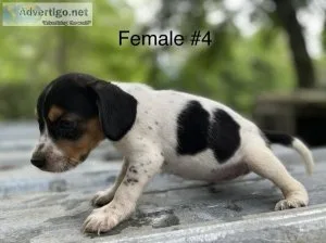 Beagle Puppies