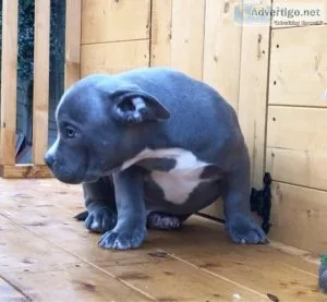 Pitbull Puppies For Sale