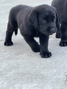 Black Labrador Retriever Puppies For sale