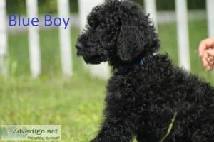 Seven black F2B goldendoodles
